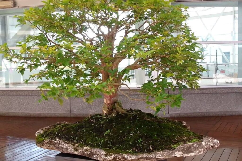 bonsai de jabuticaba