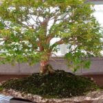 bonsai de jabuticaba